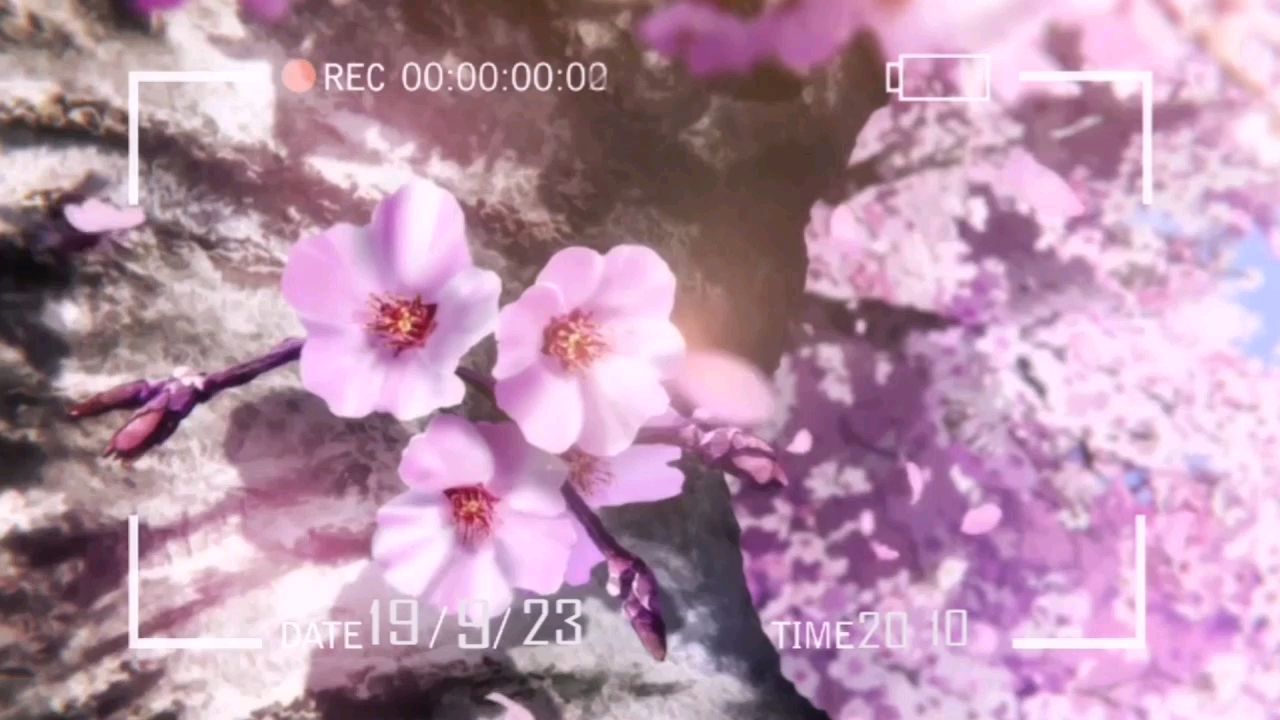【极致唯美/卡点/AMV】~爱到极致便是醉~兄弟们进来白嫖一下